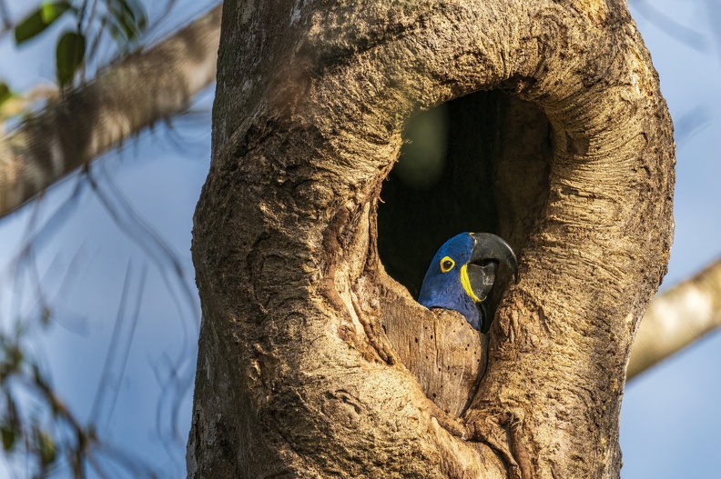 2023_08_Pantanal_ARARAS Lodge_Ara_Hyacinth Macaw_Bild54.jpg