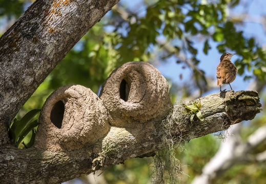 2023 08 Pantanal ARARAS Lodge Lehmnest Rosttöpfer Clay Nest Rufous Hornero Bild62