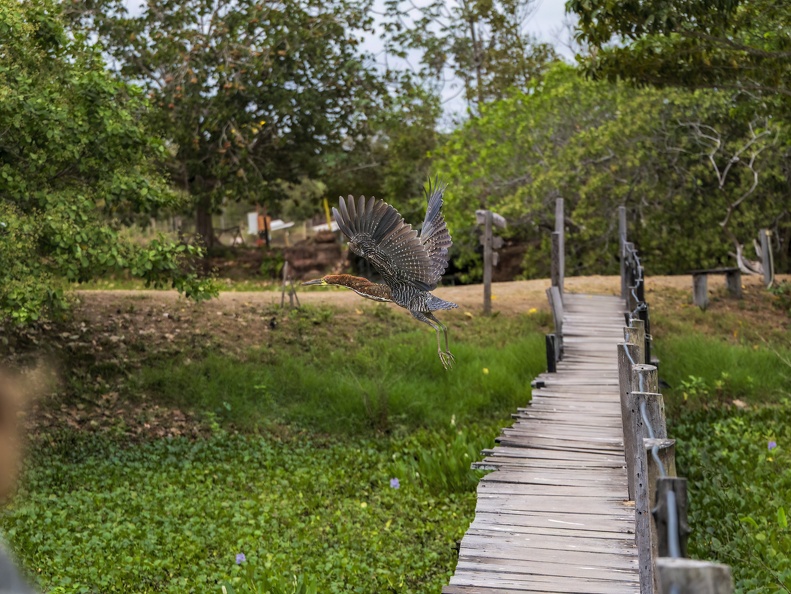 2023 08 Pantanal ARARAS Lodge Marmorreiher Rufescent Tiger-Heron Bild32
