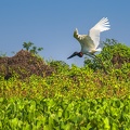 2023 08 Pantanal Schiff Jabiru Stork Bild29