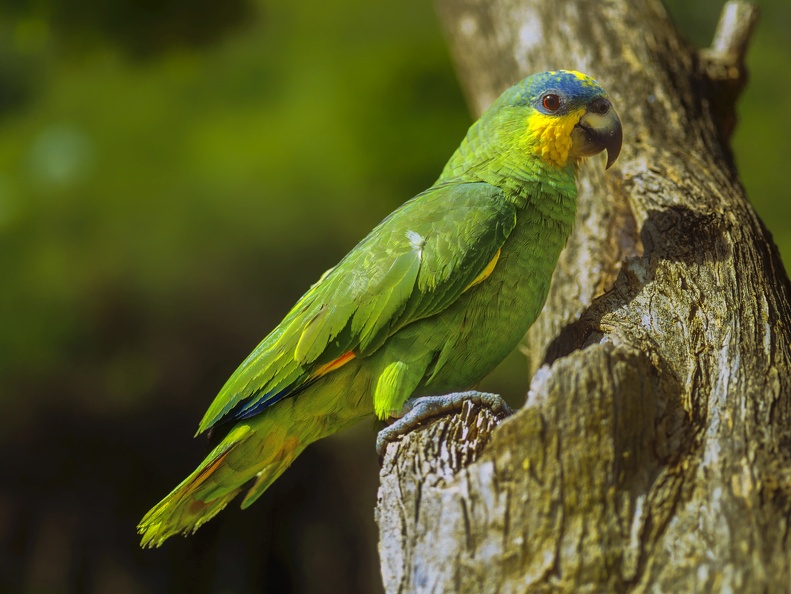 2023 08 Pantanal Schiff Venezuela-Amazone Orange-winged Parrot Bild86