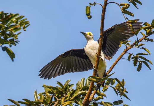 2023 08 Pantanal Schiff Weißspecht White Woodpecker Bild126
