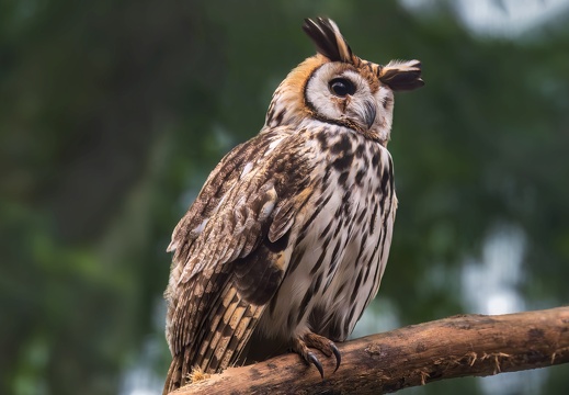 2023 08 Brasilien Iguazú-Wasserfälle Vogelpark Schreieule Striped Owl Bild87