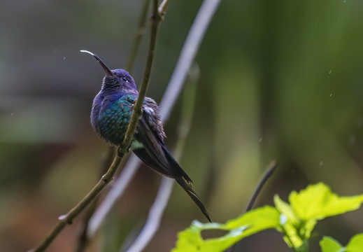2023 08 Brasilien Iguazú-Wasserfälle Vogelpark Swallow-tailed Hummingbird Bild92