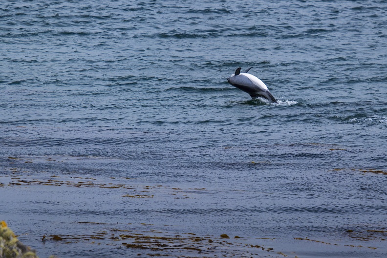 2024_02_Falkland_Stanley_Cape Pembroke_Commerson's Dolphin_Bild78_web.jpg