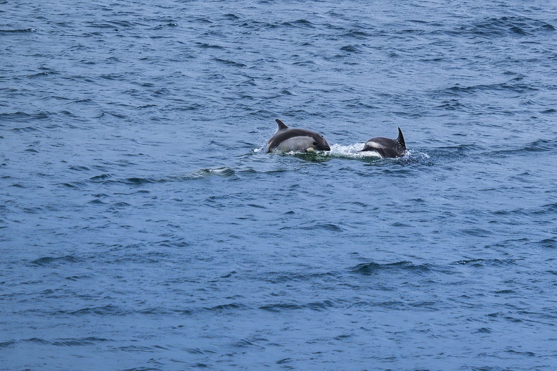 2024_02_Falkland_Stanley_Cape Pembroke_Commerson's Dolphin_Bild80_web.jpg