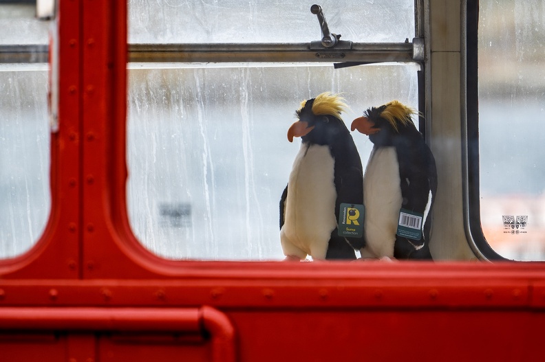2024_02_Falkland_Stanley_Macaroni penguin_Goldschopfpinguin_Bild59_web.jpg