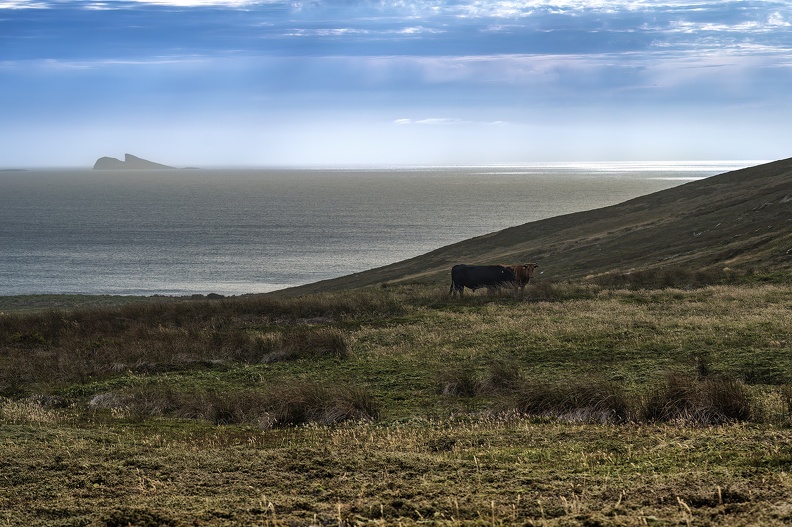 2024_02_West Falkland_Carcass Island_Bild28_web.jpg