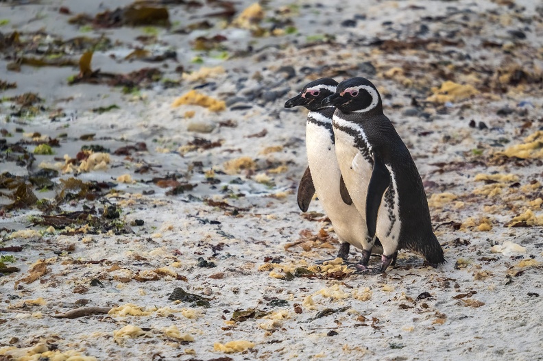 2024_02_West Falkland_Carcass Island_Carcass Resort_Magellanic Penguin_Bild58_web.jpg