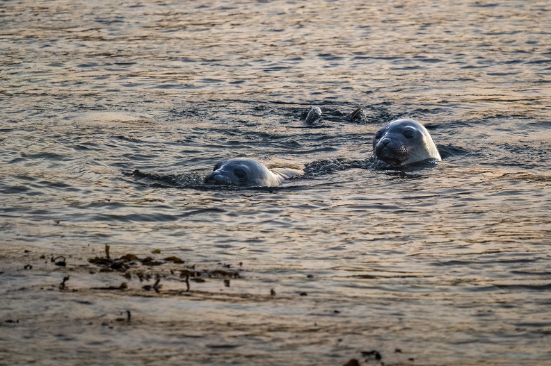 2024_02_West Falkland_Carcass Island_Carcass Resort_Southern Elephant Seal_Bild59_web.jpg