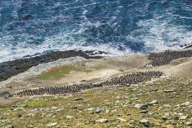 2024_02_West Falkland_Carcass Island_Hawks Nest Valley_Imperial Cormorant_Blauaugenscharbe_Bild65_web.jpg