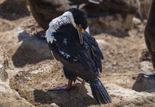 2024 02 West Falkland Carcass Island Hawks Nest Valley Imperial Cormorant Blauaugenscharbe Bild67 web