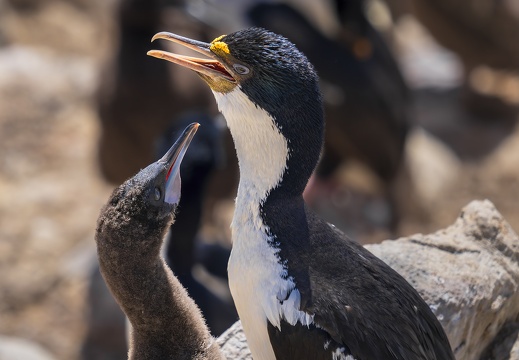 2024 02 West Falkland Carcass Island Hawks Nest Valley Imperial Cormorant Blauaugenscharbe Bild75 web