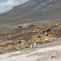 2024_02_West Falkland_Carcass Island_Hawks Nest Valley_Imperial Cormorant_Blauaugenscharbe_Bild77_web.jpg