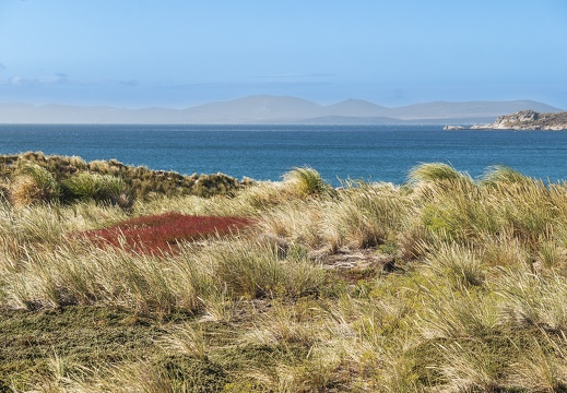 2024 02 West Falkland Carcass Island Leopard Beach Bild115 web