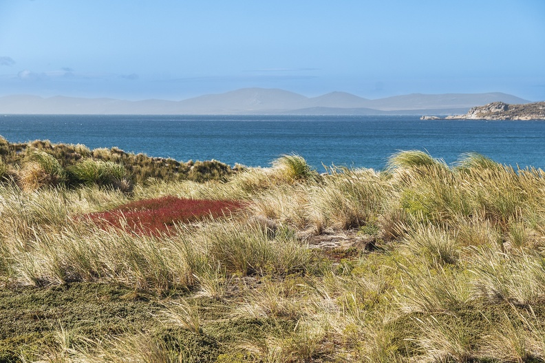 2024_02_West Falkland_Carcass Island_Leopard Beach_Bild115_web.jpg