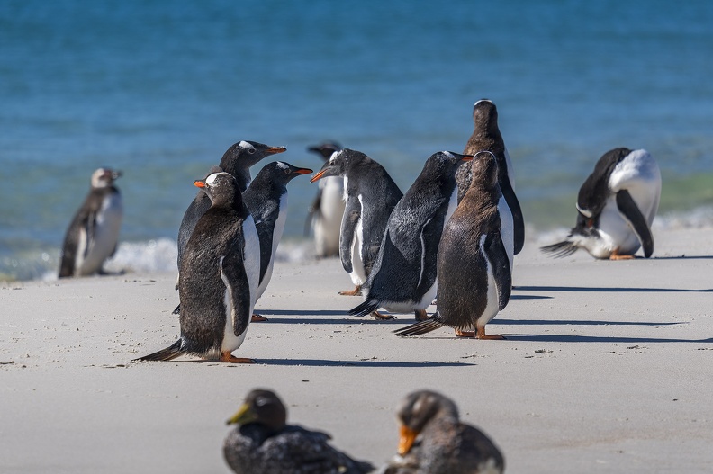 2024_02_West Falkland_Carcass Island_Leopard Beach_Gentoo Penguin_Bild119_web.jpg