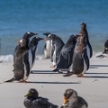 2024_02_West Falkland_Carcass Island_Leopard Beach_Gentoo Penguin_Bild119_web.jpg