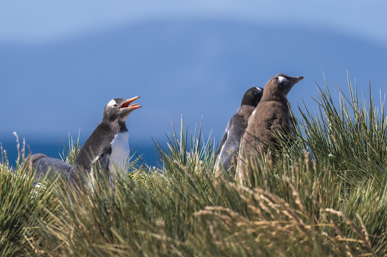 2024_02_West Falkland_Carcass Island_Leopard Beach_Gentoo Penguin_Bild120_web.jpg