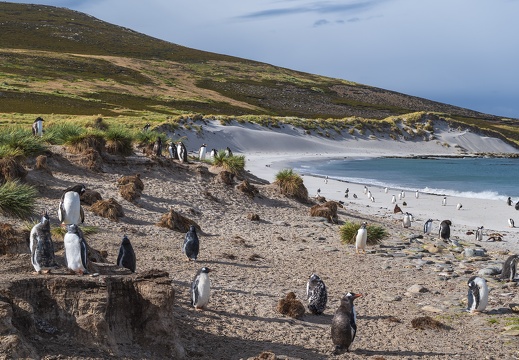 2024 02 West Falkland Carcass Island Leopard Beach Gentoo Penguins Bild78 web