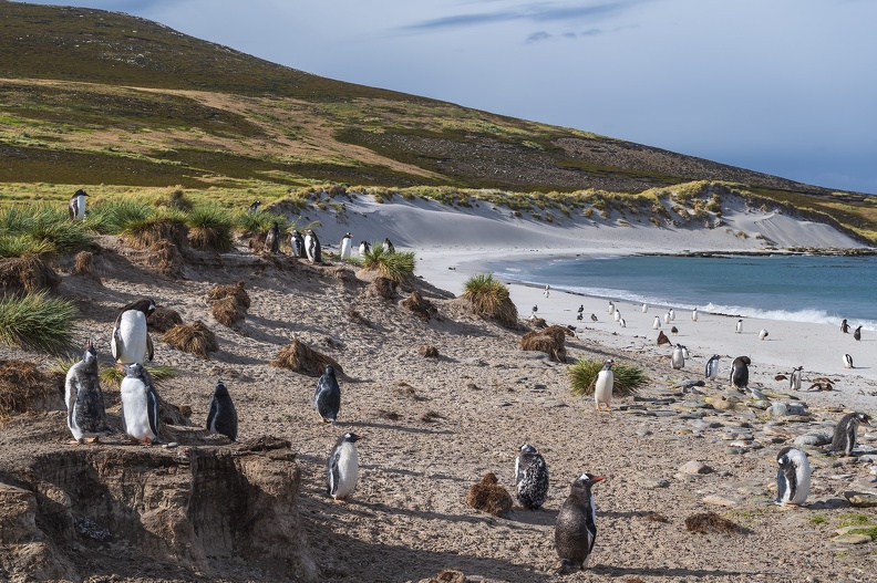 2024_02_West Falkland_Carcass Island_Leopard Beach_Gentoo Penguins_Bild78_web.jpg