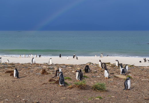 2024 02 West Falkland Carcass Island Leopard Beach Gentoo Penguins Bild80 web
