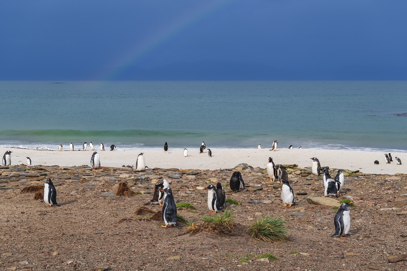 2024_02_West Falkland_Carcass Island_Leopard Beach_Gentoo Penguins_Bild80_web.jpg