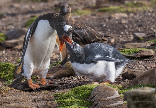 2024 02 West Falkland Carcass Island Leopard Beach Gentoo Penguins Bild81 web