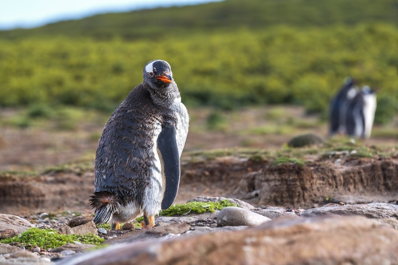 2024_02_West Falkland_Carcass Island_Leopard Beach_Gentoo Penguins_Bild82_web.jpg
