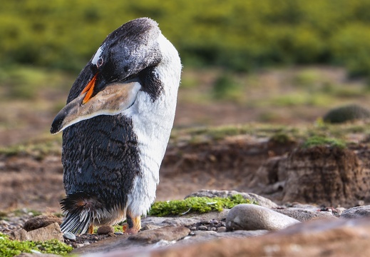 2024 02 West Falkland Carcass Island Leopard Beach Gentoo Penguins Bild83 web