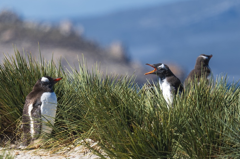2024_02_West Falkland_Carcass Island_Leopard Beach_Gentoo Penguins_Bild123_web.jpg