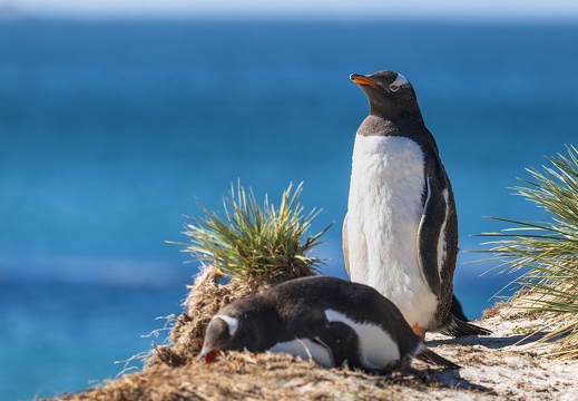 2024 02 West Falkland Carcass Island Leopard Beach Gentoo Penguins Bild124 web