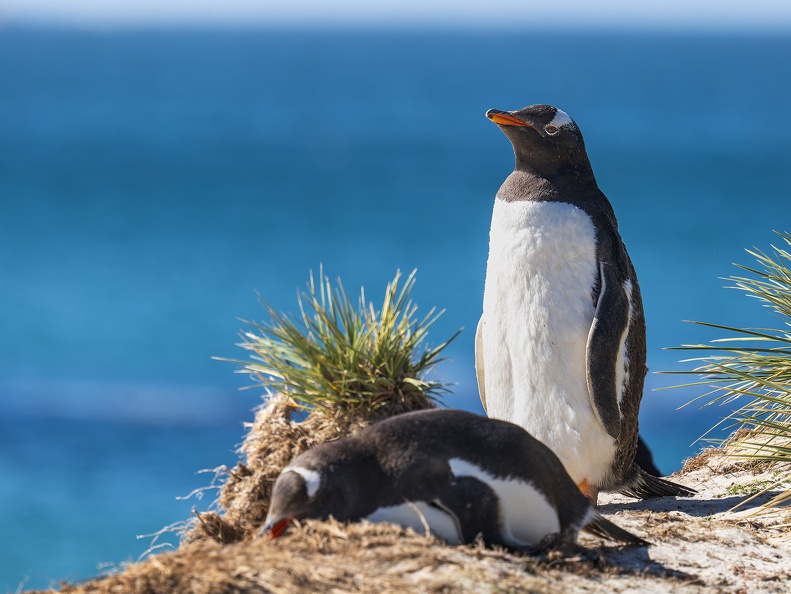 2024 02 West Falkland Carcass Island Leopard Beach Gentoo Penguins Bild124 web