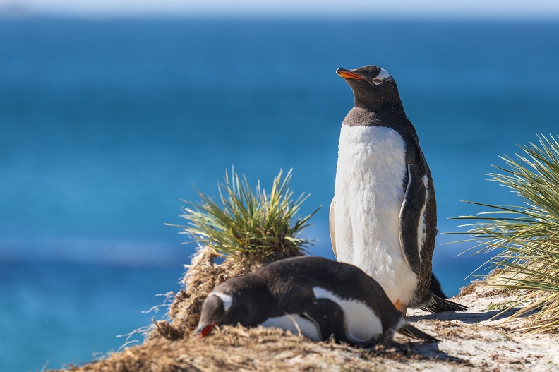 2024_02_West Falkland_Carcass Island_Leopard Beach_Gentoo Penguins_Bild124_web.jpg