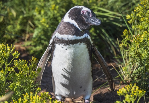 2024 02 West Falkland Carcass Island Leopard Beach Magellanic Penguins Bild84 web