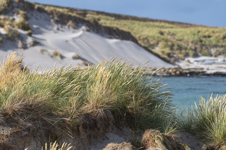 2024_02_West Falkland_Carcass Island_Leopard Beach_Tussac gras_Bild79_web.jpg