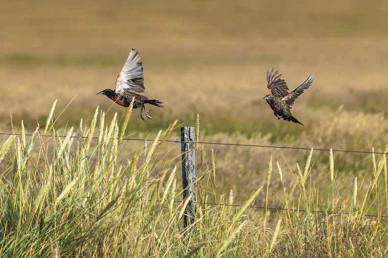 2024_02_West Falkland_Carcass Island_Long-tailed Meadowlark_Langschwanz-Soldatenstärling_Bild08_web.jpg