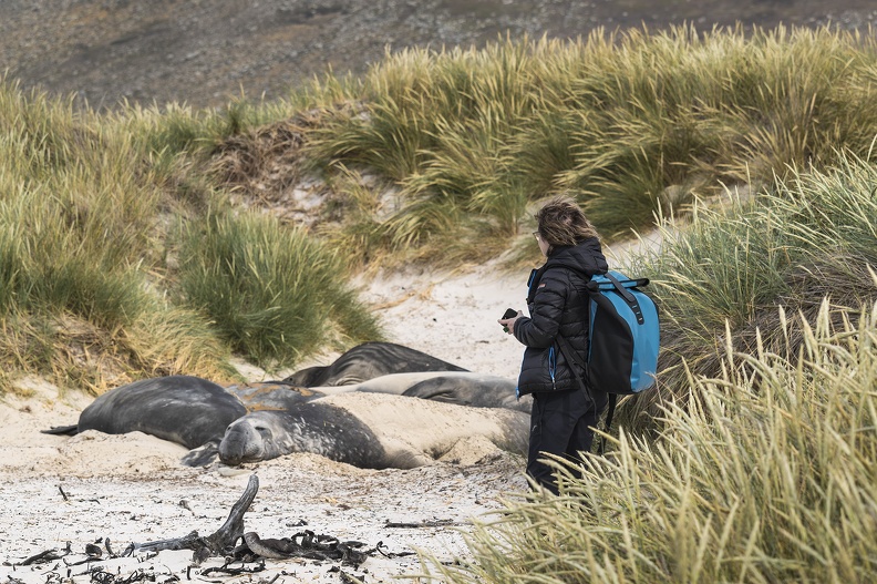 2024_02_West Falkland_Carcass Island_Southern Elephant Seal_Bild17_web.jpg