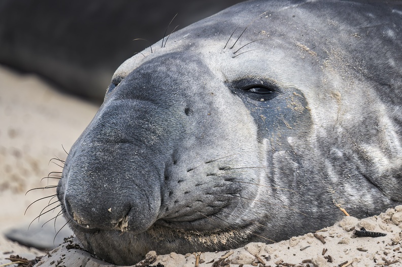 2024_02_West Falkland_Carcass Island_Southern Elephant Seal_Bild18_web.jpg