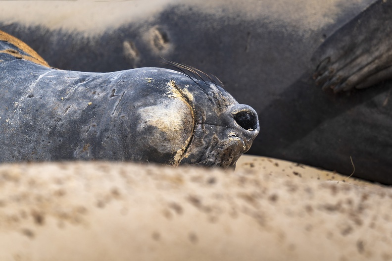 2024_02_West Falkland_Carcass Island_Southern Elephant Seal_Bild19_web.jpg