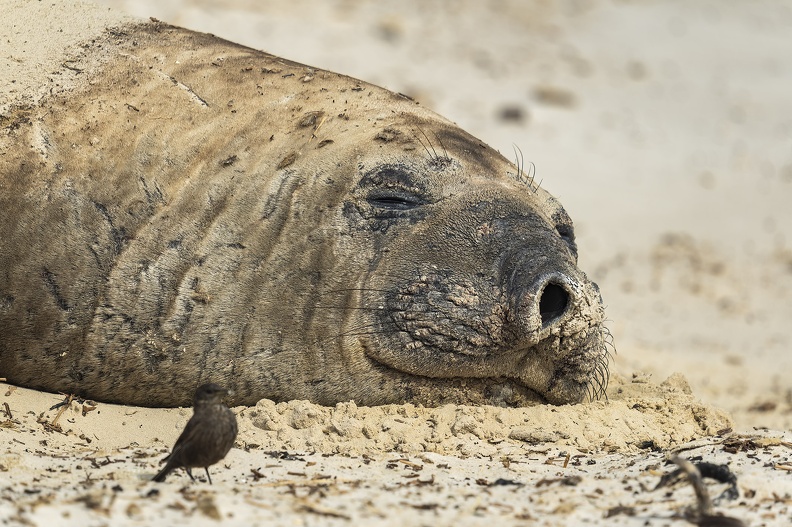 2024_02_West Falkland_Carcass Island_Southern Elephant Seal_Bild21_web.jpg