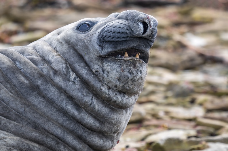 2024_02_West Falkland_Carcass Island_Southern Elephant Seal_Bild22_web.jpg
