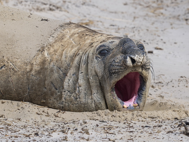 2024 02 West Falkland Carcass Island Southern Elephant Seal Bild23 web