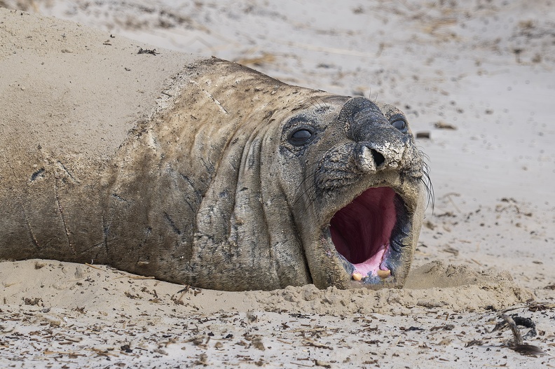 2024_02_West Falkland_Carcass Island_Southern Elephant Seal_Bild23_web.jpg