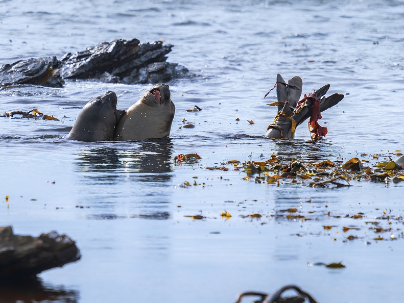 2024 02 West Falkland Carcass Island Southern Elephant Seal Bild28 web
