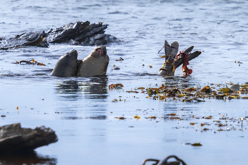 2024_02_West Falkland_Carcass Island_Southern Elephant Seal_Bild28_web.jpg
