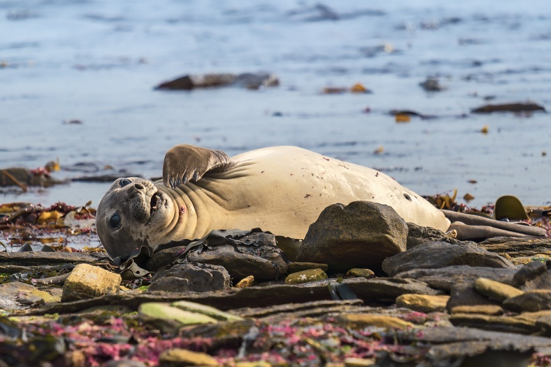 2024_02_West Falkland_Carcass Island_Southern Elephant Seal_Bild33_web.jpg