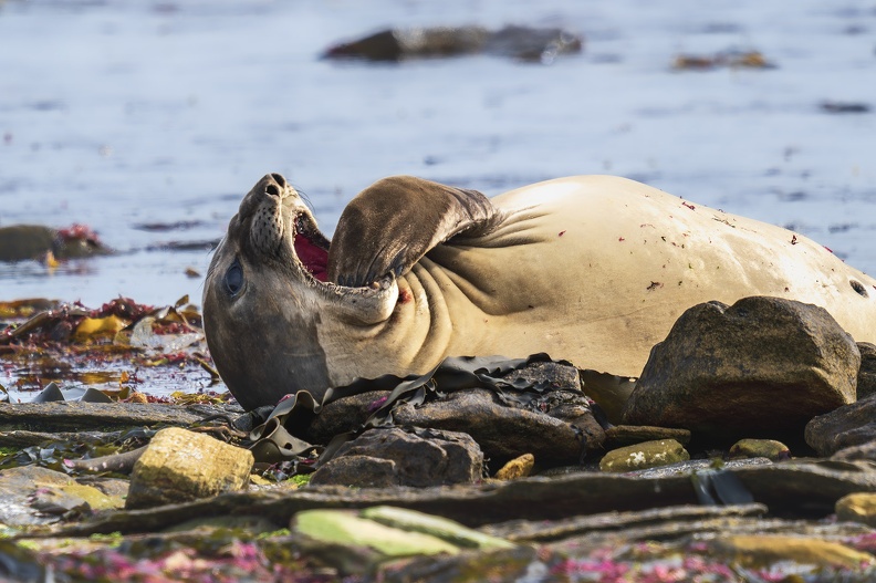 2024_02_West Falkland_Carcass Island_Southern Elephant Seal_Bild34_web.jpg