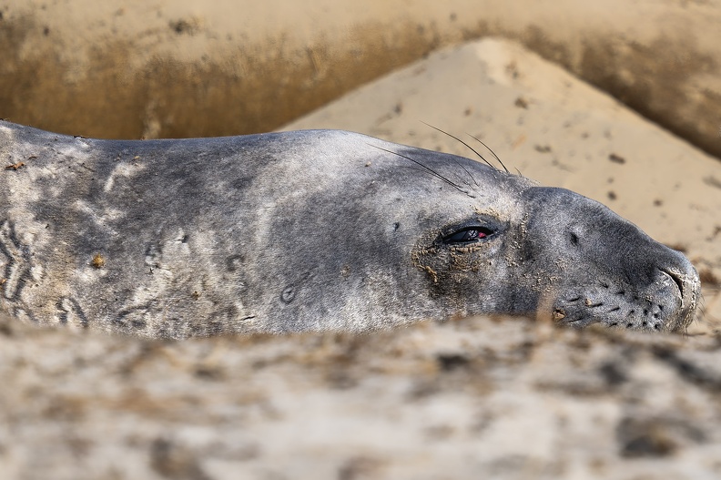 2024_02_West Falkland_Carcass Island_Southern Elephant Seal_Bild36_web.jpg