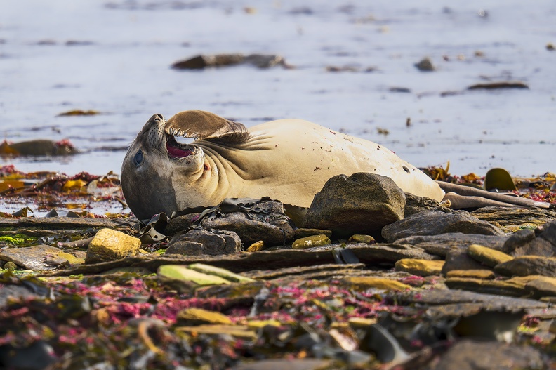 2024_02_West Falkland_Carcass Island_Southern Elephant Seal_Bild39_web.jpg